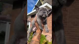 Pure blue frenchie