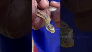 Following Tracks And Capturing Water Snakes #snake #snakevideo #trending #watersnake #snaketrap