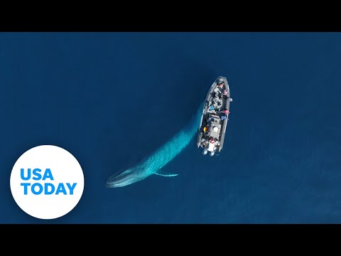 Friendly blue whale circles boaters in Newport Beach, California | USA TODAY