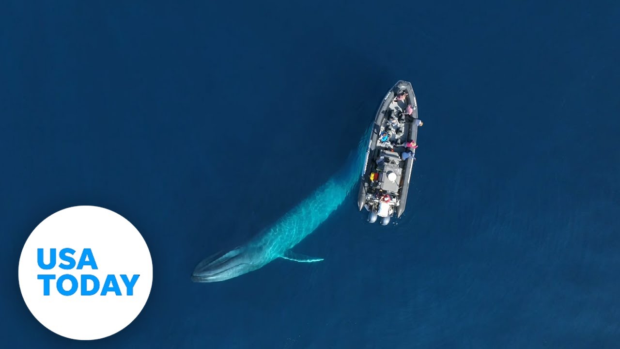 Friendly blue whale circles boaters in Newport Beach, California | USA TODAY