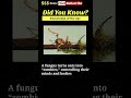 Knowledge of the day| Did you know?| Fun Facts| Zombie Ants| MathUse #education #gk #quiz #study