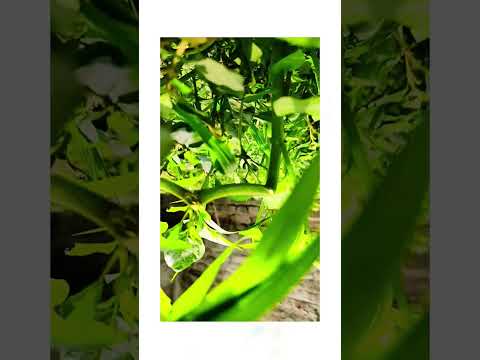 farming deai###indian#follow#like