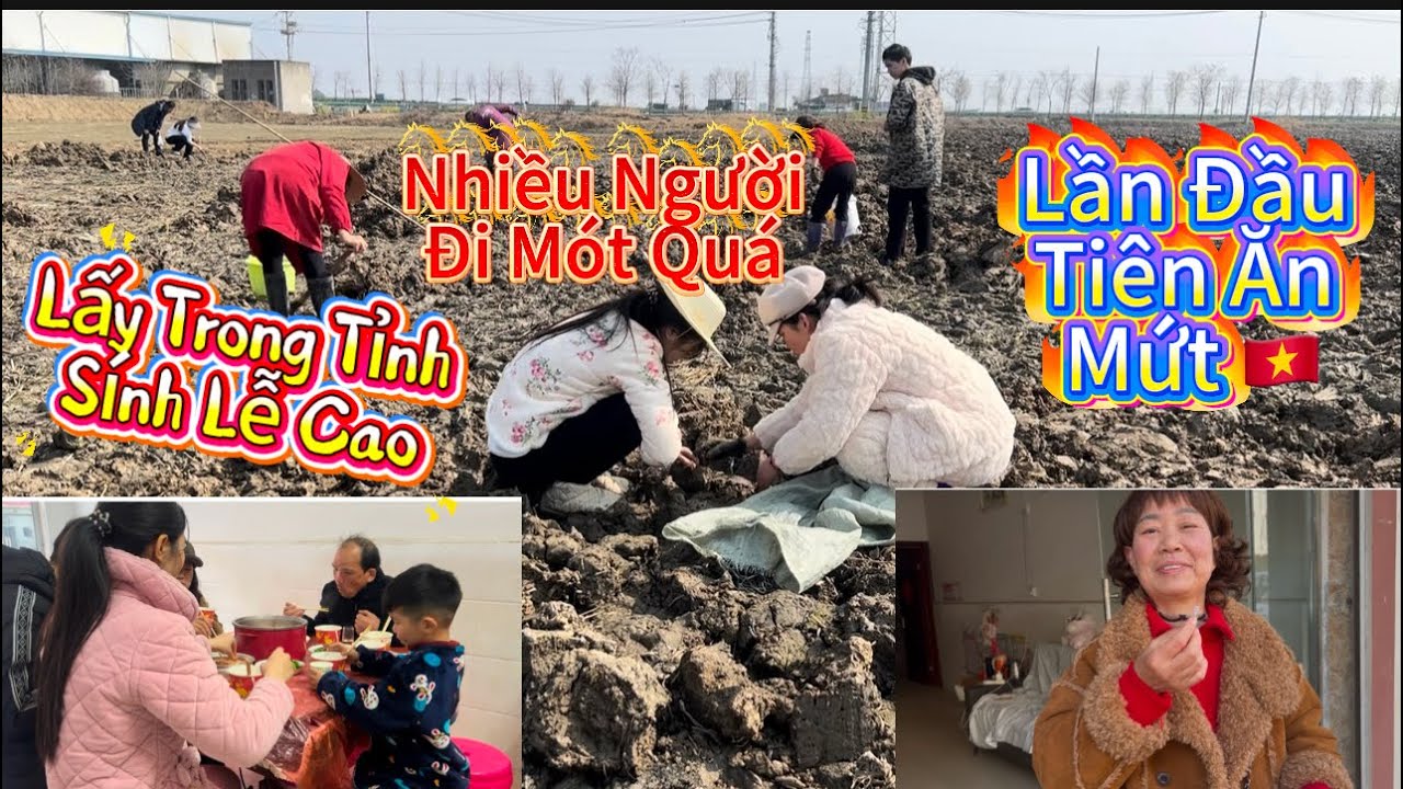 Nhà Chồng Trung Lần Đầu Tiên Ăn Mứt Việt Nam ,Nay Đi Mót Củ Năng,Ba Chồng Nhắc Chuyện Sính Lễ