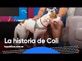 La historia de Coli y el refugio Zaguates - Más de Vos