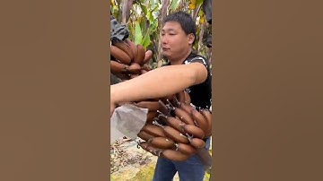 Chuối đỏ lạ mắt #769 #shorts #fruit #tiktokchina