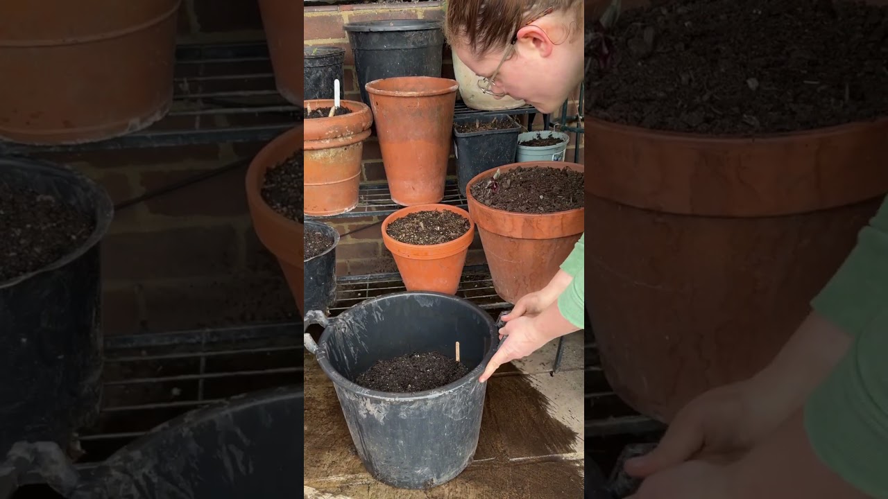 Grow potatoes in containers
