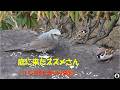 庭に来たスズメさん　～いじわるヒヨドリの襲来～