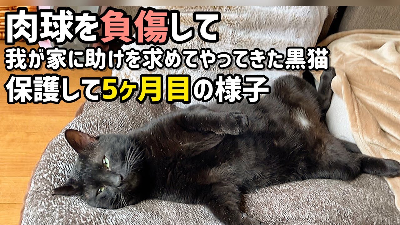 4足とも肉球の皮が剥がれた状態で保護した黒猫のその後 保護猫 怪我した猫 Youtube