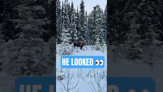 Mooseysays Dont Shoot