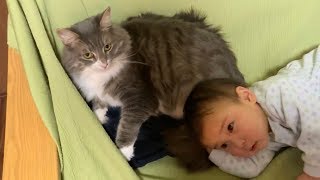 ソファーを中心に娘と過ごす猫　ノルウェージャンフォレストキャット　Cat spending time with daughter mainly on sofa
