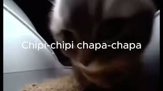 1 HOUR chipi chipi chapa chapa dubi dubi daba daba cat tiktok  Christell   Dubidubidu Lyrics