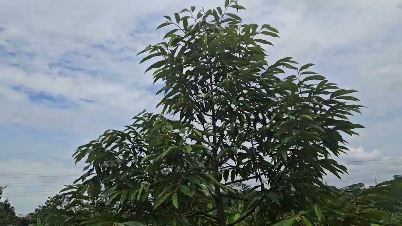 Review durian usia 1 tahun di kebun kedua