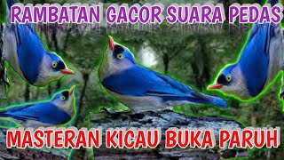 Download Lagu MASTERAN SUARA MP3 JERNIH RAMBATAN GACOR MBESET TAJAM @bangbhulux MP3 Download Lagu MASTERAN SUARA MP3 JERNIH RAMBATAN GACOR MBESET TAJAM @bangbhulux MP3