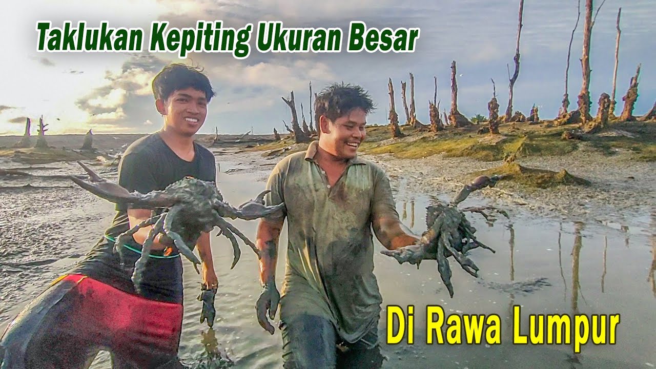 Kerja Sama Taklukan Kepiting Besar di Rawa Lumpur - YouTube