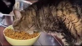 Cats Who Shovel Eat! They Take Such Large Bites! (A Compilation!)