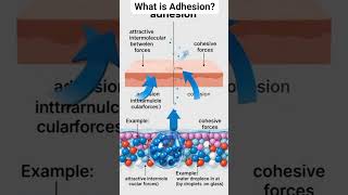 Adhesion vs Cohesion in 60 Seconds! (Mind-Blowing Science Trick) ⏱️✨ #studysmart #exampreparation