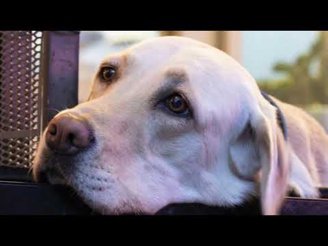 Alcamo. Cane abbandonato in un terrazzo