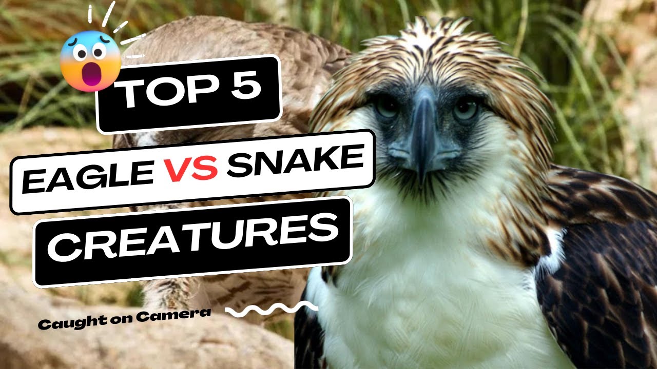 Eagle vs Snake - Wild Animals 2023 