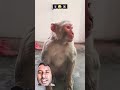 monkey prank video#