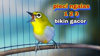 Pleci Ngalas 123,Terbaik Untuk Pancingan Pleci Malas Bunyi || Pleci Buxtoni Gacor