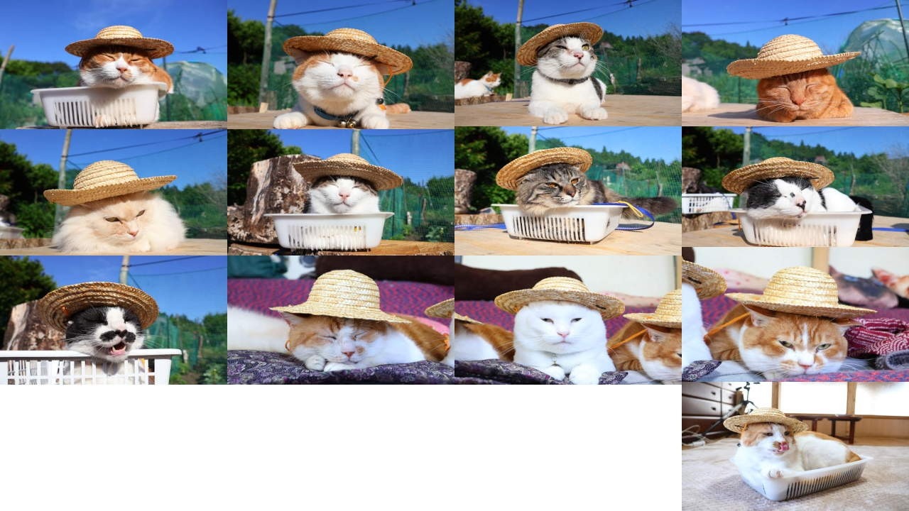 麦わら帽子をのせた13匹の猫 260901 - YouTube