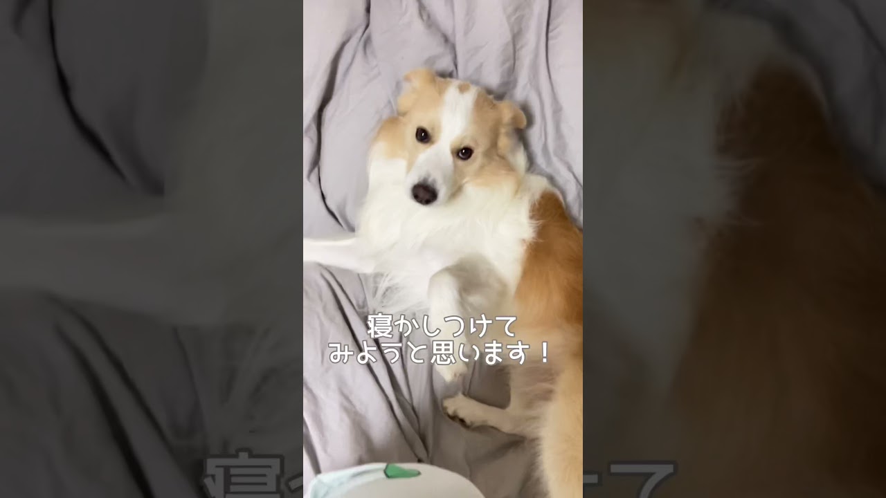 きゅん が止まらない 犬を寝かしつけてみたら Shorts Youtube
