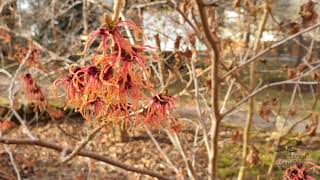 Hamamelis × intermedia vilín prostřední