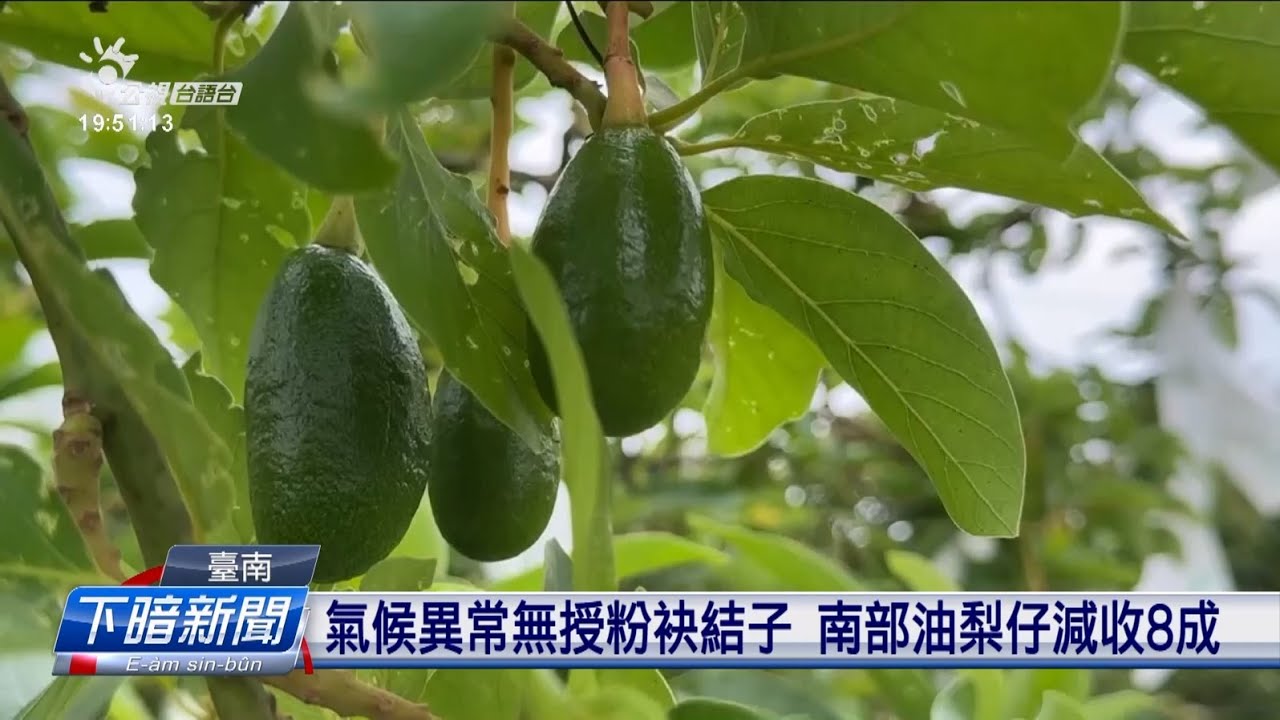 氣候異常無授粉袂結子 南部油梨仔減收8成 | 公視台語台 | 20250424 - YouTube