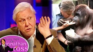 Sir David Attenborough Discusses Ape \& Human Similarities | Friday Night With Jonathan Ross