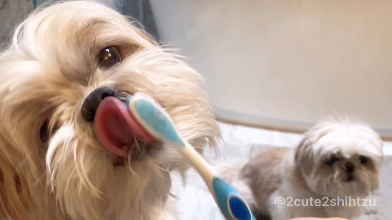 shih-tzu-furry-duo-daily-cleaning-routine-youtube