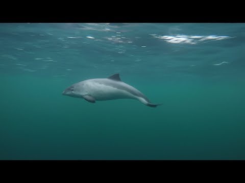 Curious Harbour Porpoises filmed with a polecam