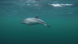 Curious Harbour Porpoises filmed with a polecam