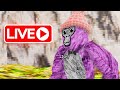 Only up + fan codes