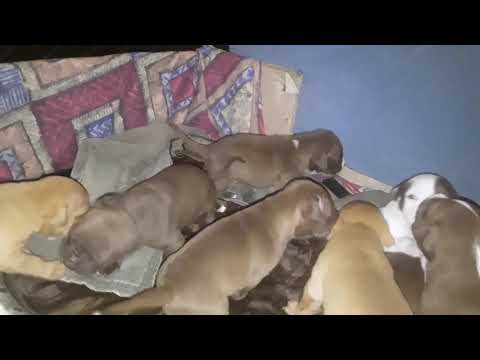 3 Week Old Pitbull Puppies
