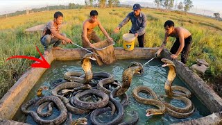 Brave Expert Rescues Young Man From 2 Giant Gold Pythons