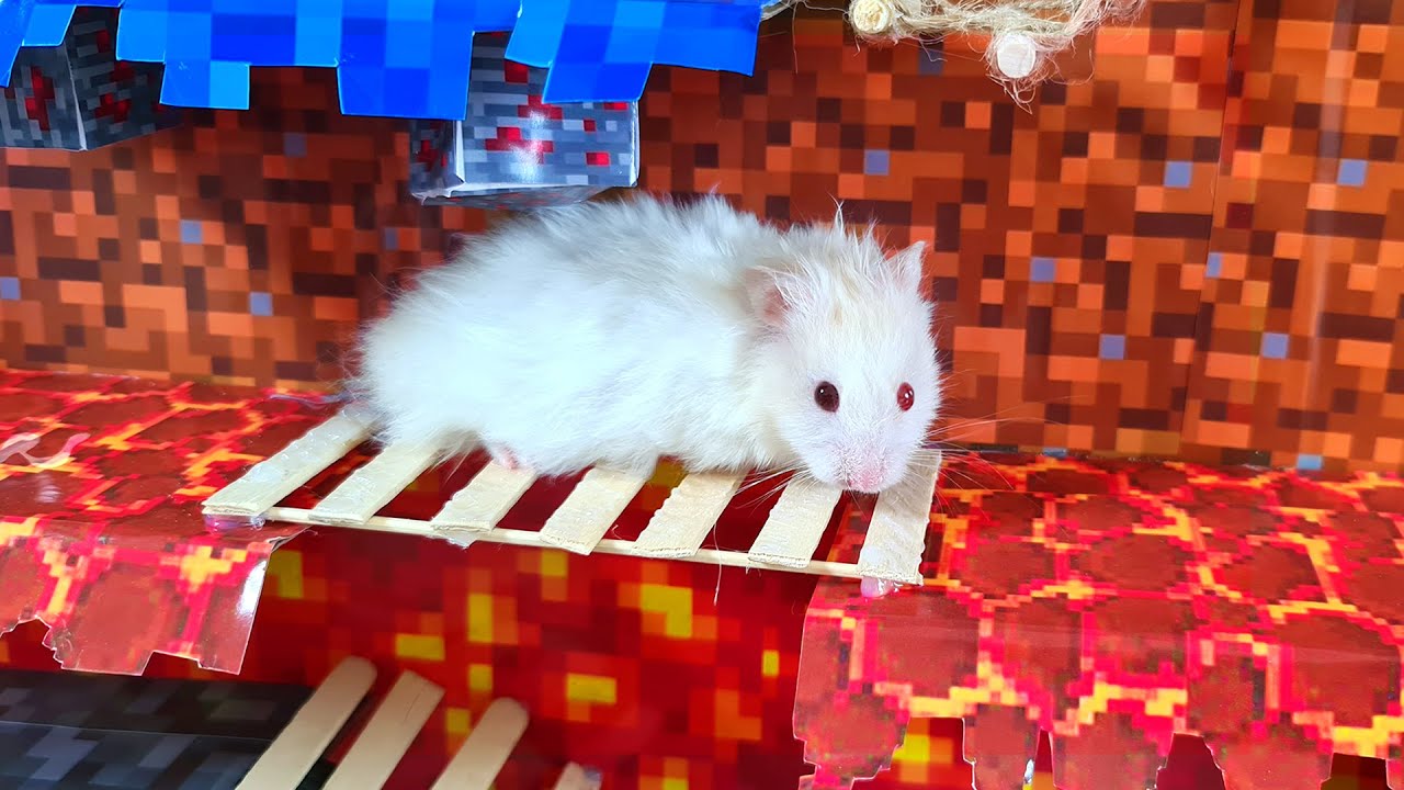 hamster maze video game