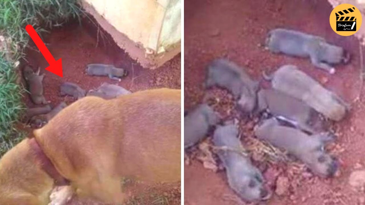 Mama Dog Hides Her 9 Puppies In A Ditch To Protect Them From Her Cruel ...