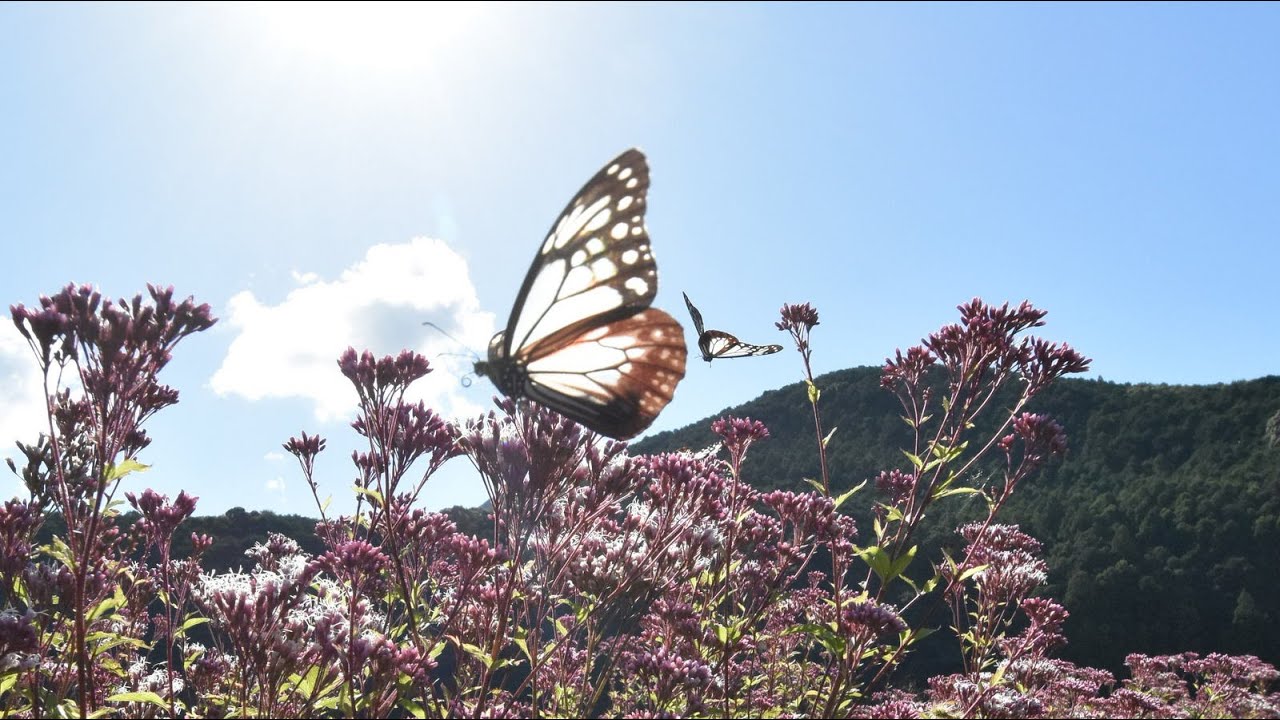 花の上で休む眩しい蝶々 アサギマダラの飛来楽しみ 上富田町でフジバカマ咲き始める - YouTube