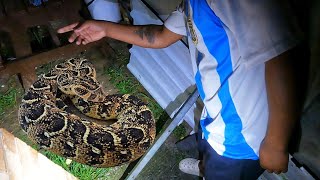Catching A Deadly Snake At Night