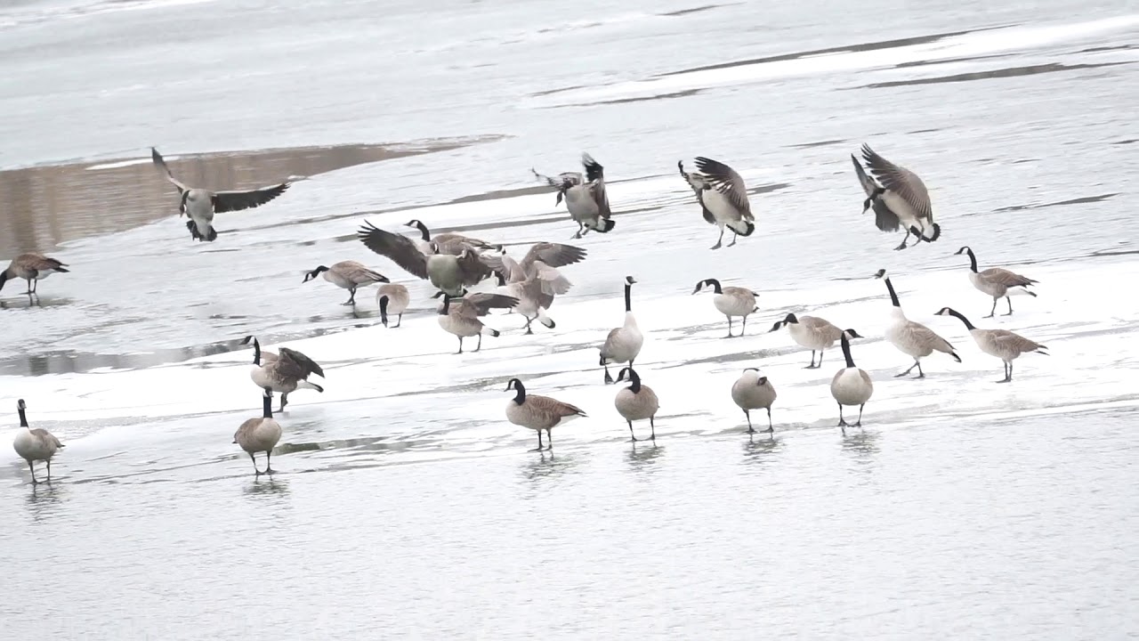 Geese Landing on Ice