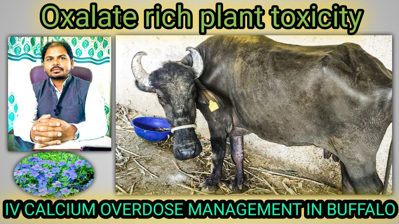 oxalate poisoning and calcium overdose in buffalo management and treatment dr Mahendra Baghel MVSc