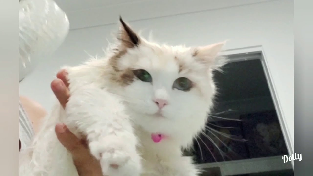 Dolly's grooming time YouTube