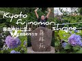 初めてのガーデニング！藤森神社に学ぶ紫陽花庭園の作り方や剪定✂️方法のポイントを詳しく紹介しました。！