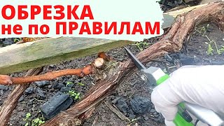 Обрезка Взрослого Куста Винограда| Нюансы | Укрытие Винограда На Зиму | Уход За Виноградом На Севере