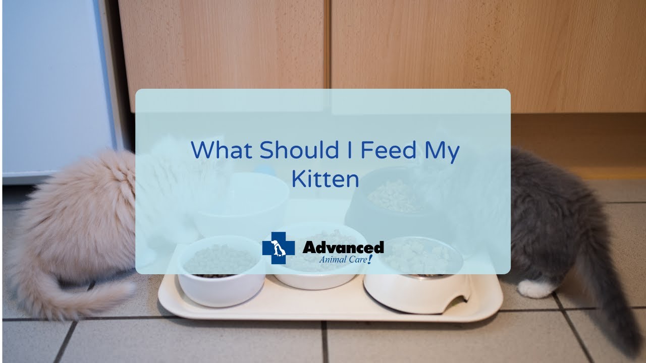 What Should I Feed My Kitten - YouTube
