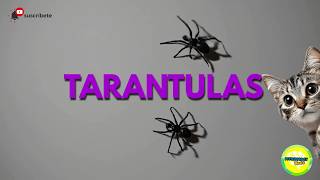Juegos Virtuales para Gatos: Atrapa #Arañas🕷️