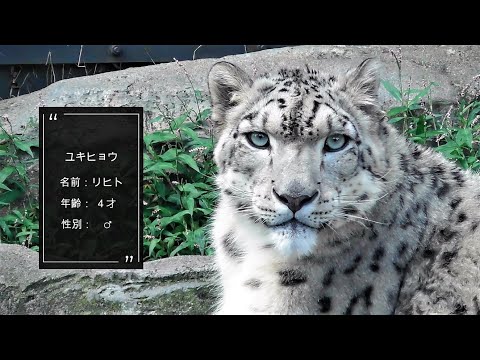 ユキヒョウ『リヒト』が神々しいほどの美しさで 🐾 大森山動物園