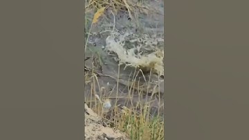 Câu cá lóc - quá nhanh quá nguy hiểm với con cá này #caucaloc #binhthuanlure