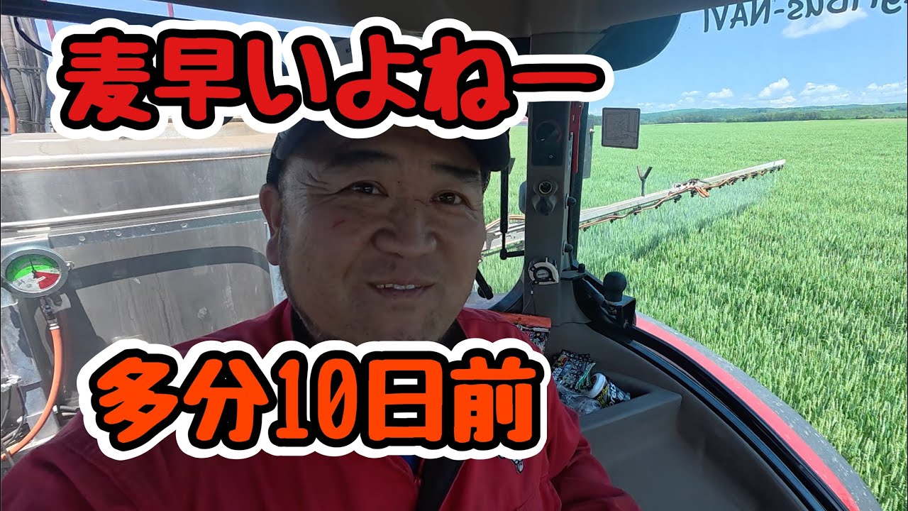 2026年6月12日 麦早いよね