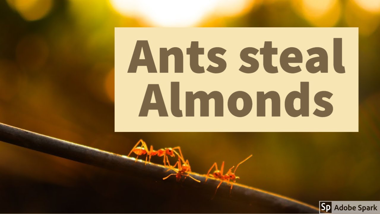 Ants Steal Almonds YouTube